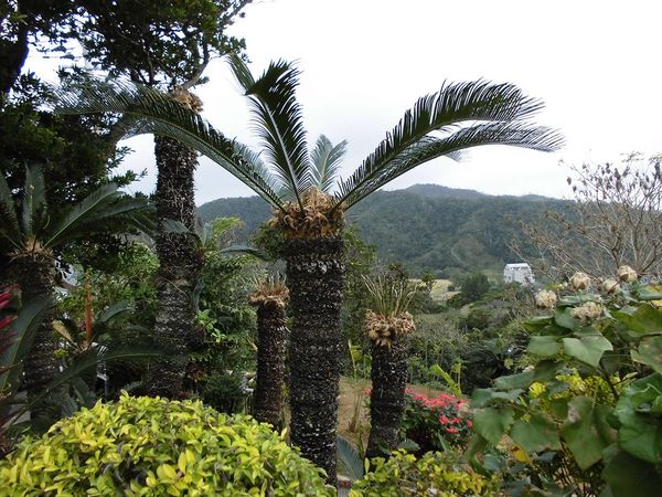 奄美で愛されるソテツは“命の恩人”だった みそに、おかゆに、畑