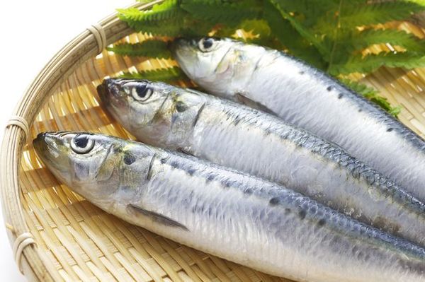 日本の缶詰第一号 イワシは謎に満ちた魚だった 食の安全 Jbpress