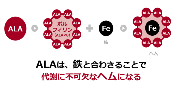 ALAとは？
