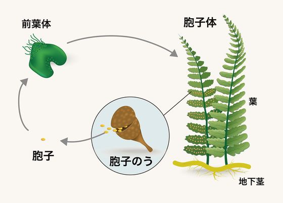 わらび餅と石炭 古生代が生んだ 黒い貴重品 食の安全 Jbpress