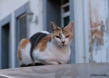 三毛猫 コンクリート壁の前 写真 イスタンブール 塀の上の三毛猫[10583011846]の写真・イラスト素材