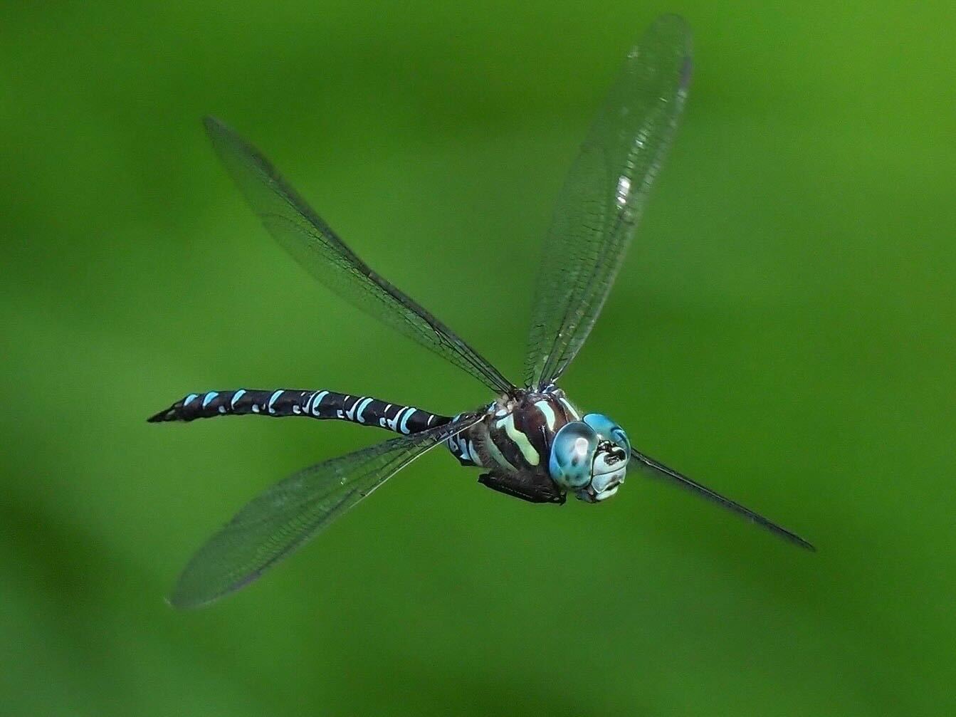 写真ギャラリー1枚め｜なぜトンボは幼虫から成虫に一気に変態するのか