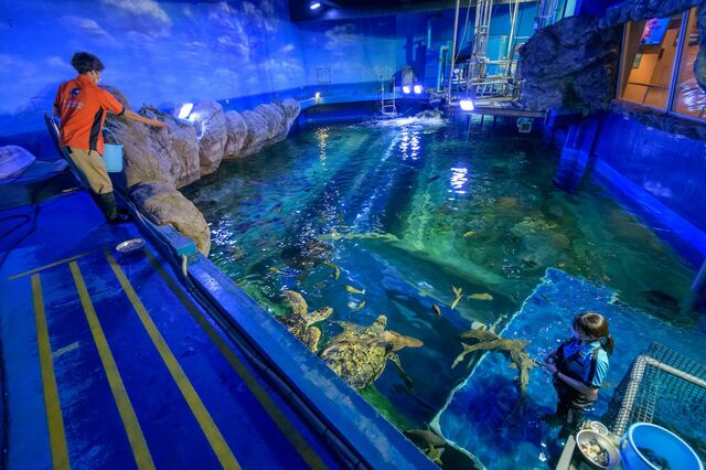 秘密のバックヤードへ！「しながわ水族館」の「裏側潜入ツアー」 大人