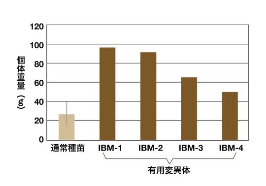 重イオンビームに陸上養殖 ワカメの革新 進む 食の安全 Jbpress