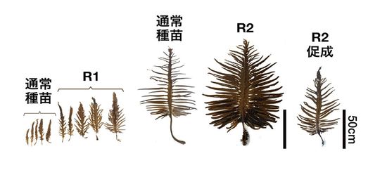 重イオンビームに陸上養殖 ワカメの革新 進む 食の安全 Jbpress