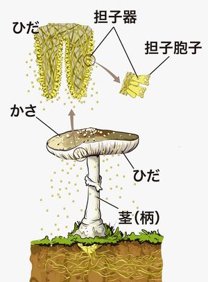 酒とキノコの味わいを生んだ 共生と寄生の分解者 食の安全 Jbpress